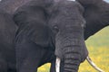 Elephant, Ngorongoro Crater, Serengeti, Tanzania, Africa Royalty Free Stock Photo