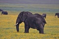 Elephant, Ngorongoro Crater, Serengeti, Tanzania, Africa Royalty Free Stock Photo