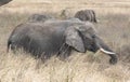 Elephant, Ngorongoro Crater, Tanzania, Africa Royalty Free Stock Photo