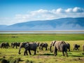 Elephant Ngorongoro