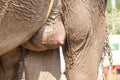 Elephant nipple Royalty Free Stock Photo