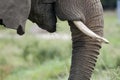 Elephant nose with tusks