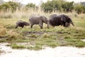 Elephant - Okavango Delta - Moremi N.P.