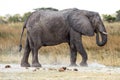 Elephant - Okavango Delta - Moremi N.P.