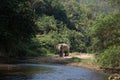 Amazing lonely Thai elephant