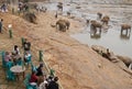 Elephant Orphanage Royalty Free Stock Photo