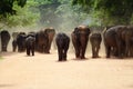 Elephant orphanage Royalty Free Stock Photo