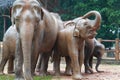 Elephant Orphanage, Sri Lanka Royalty Free Stock Photo
