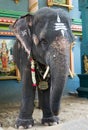 Elephant outside Arulmigu Manakula Vinayagar, Temple southern India