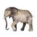 Elephant painted watercolor illustration Royalty Free Stock Photo