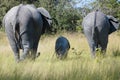 Elephant parade with a baby elephant, backside of three elephants Royalty Free Stock Photo