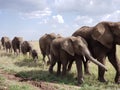 Elephant Parade, Serengeti National Park, Tanzania Royalty Free Stock Photo