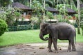 Elephant park near Ubud, Bali