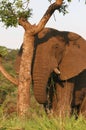 Elephant peeking behind tree