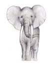 Elephant Pencil Sketch