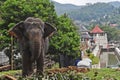 An Elephant at Sri Dalada Maligawa Kandy, Sri Lanka