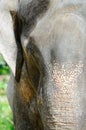 Elephant photo closeup