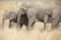 Elephants at Ruaha national park ,Tanzania east Africa. Royalty Free Stock Photo