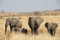 Elephants at Ruaha national park ,Tanzania east Africa. Royalty Free Stock Photo