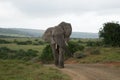 Elephant Royalty Free Stock Photo