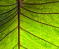 Elephant plant leaf illuminated with backlighting