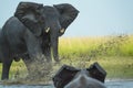 Elephant play charging other elephant Royalty Free Stock Photo