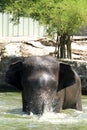 Elephant play water alone