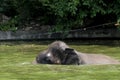 Elephant play water alone in the zoo