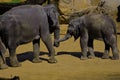 Elephant play in zoo Prague