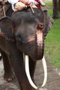 Elephant playing harmonica Royalty Free Stock Photo