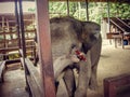 Elephant playing a harmonica in a pen in Thailand Royalty Free Stock Photo