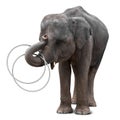 Elephant playing hulahoop Royalty Free Stock Photo