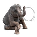 Elephant playing hulahoop Royalty Free Stock Photo
