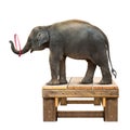 Elephant playing hulahoop Royalty Free Stock Photo