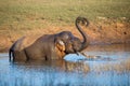 Elephant playing with mud in a river Royalty Free Stock Photo