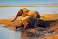 Elephant playing in muddy water. African elephants drinking at a waterhole lifting their trunks, Chobe National park, Botswana, Af Royalty Free Stock Photo