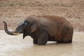 elephant playing in the pond. Royalty Free Stock Photo