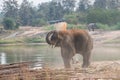 Elephant playing Royalty Free Stock Photo