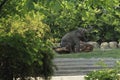 Elephant playing with a tree