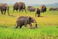 Elephant playing in water hole Royalty Free Stock Photo