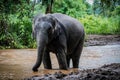 the elephant playing water in the nature Royalty Free Stock Photo