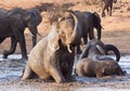 Elephant playing in water with rest Royalty Free Stock Photo