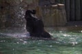 Elephant playing in a zoo pond Royalty Free Stock Photo