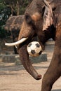 Elephant plays football Royalty Free Stock Photo