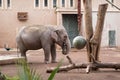 Elephant at the Bioparco in Rome