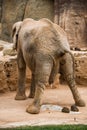 Elephant pooping. Royalty Free Stock Photo