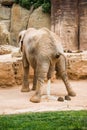 Elephant pooping at zoo. Royalty Free Stock Photo