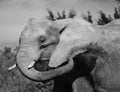 Elephant portrain in black and white. Royalty Free Stock Photo