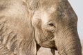 Elephant portrait Royalty Free Stock Photo