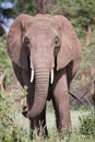 Elephant portrait Royalty Free Stock Photo